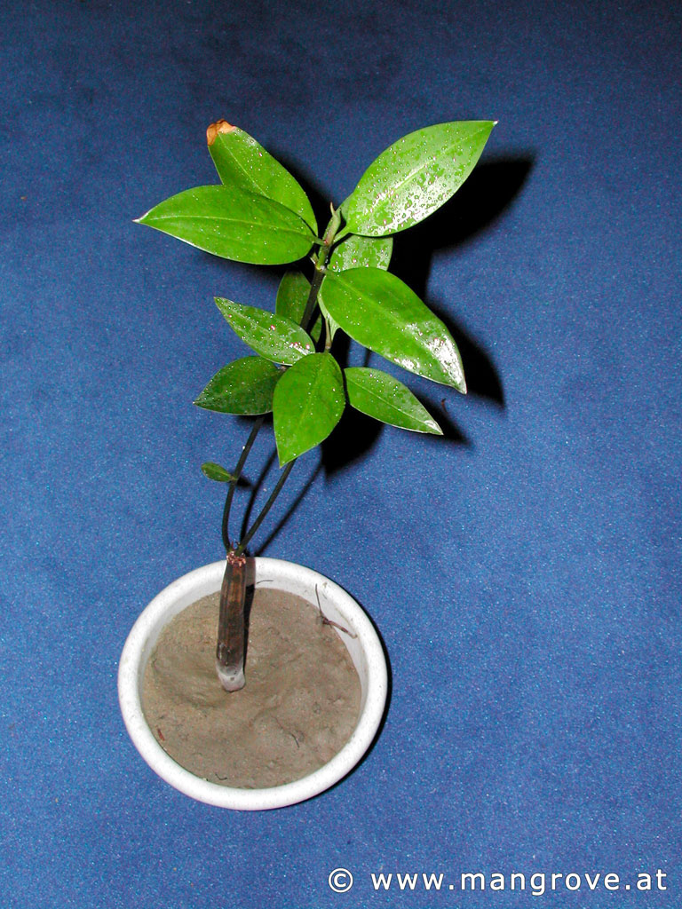 Bruguiera gymnorhiza cultivation